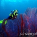 seafan_kj_h_0705_png0017.jpg